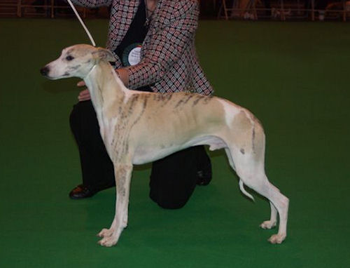 crufts-2009-crufts-2009-best-puppy-whippets.jpg