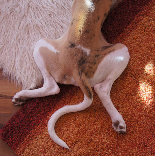 frogwhippet.jpg