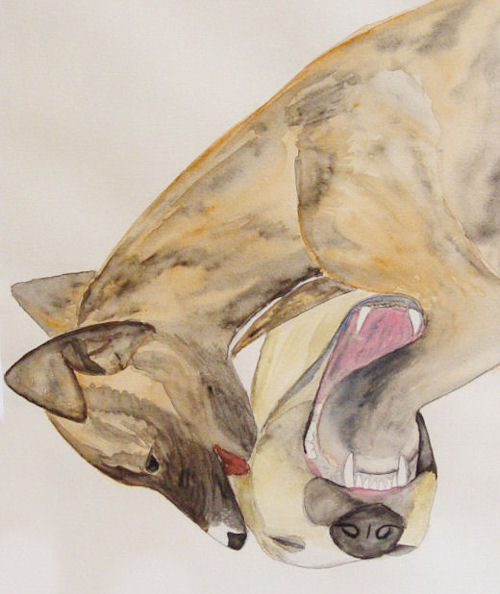 playingwhippets.jpg