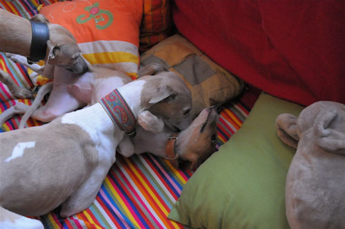 viggo-bei-taffy.jpg