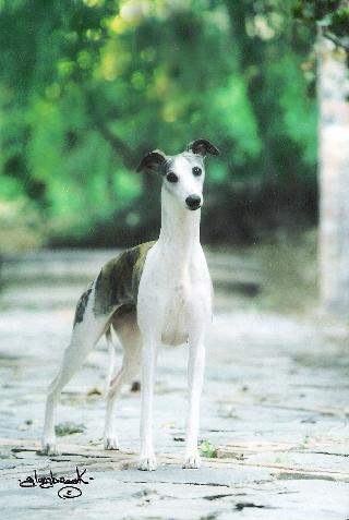 National American Whippet Club 2006 – Animagi Whippets